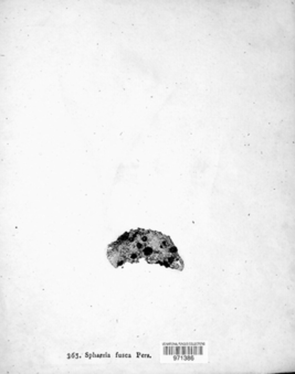 Hypoxylon fuscum image